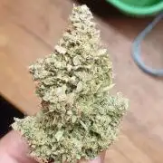 12h from seed AkAuto! 2