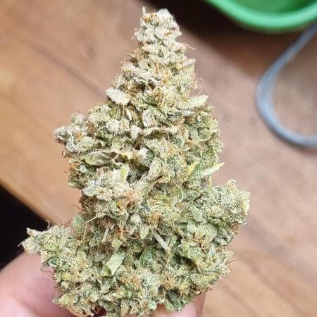 12h from seed AkAuto! 2