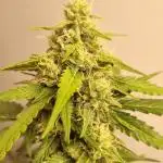 12h from seed AkAuto!