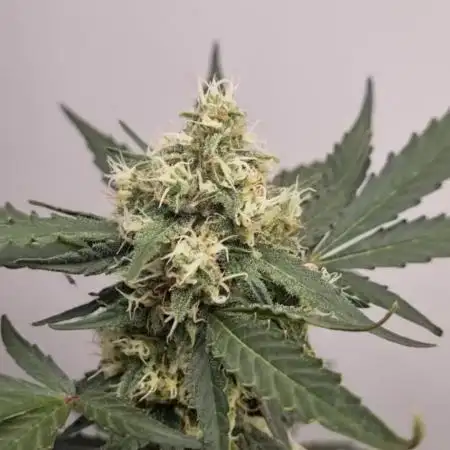 12h from seed AkAuto! 2