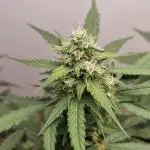 12h from seed AkAuto!