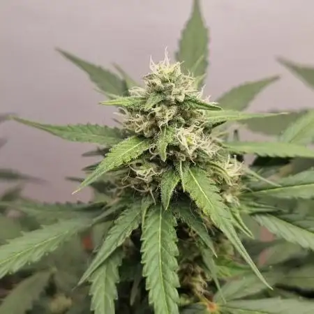 12h from seed AkAuto!