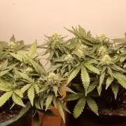 Pound Cake Auto!!