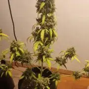 12h from seed AkAuto!