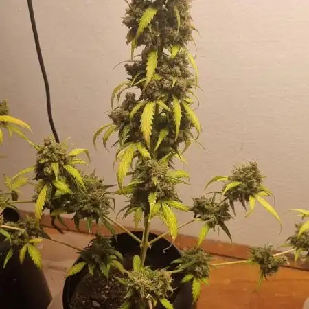 12h from seed AkAuto!