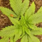 12h from seed GreatWhiteShark