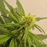 12h from seed GreatWhiteShark!