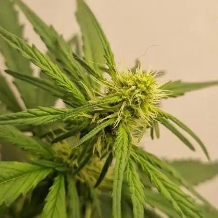 12h from seed GreatWhiteShark!