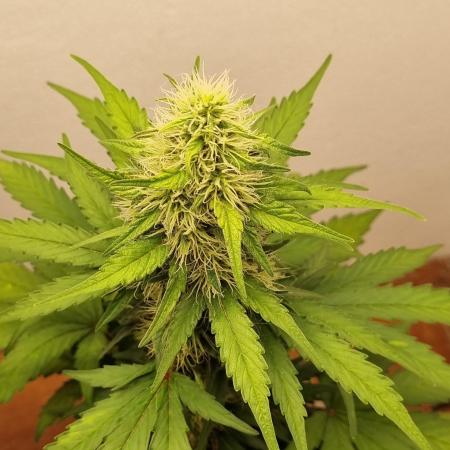 12h from seed GreatWhiteShark!