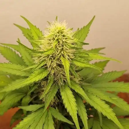 12h from seed GreatWhiteShark!