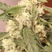 12h from seed Pound Cake Auto