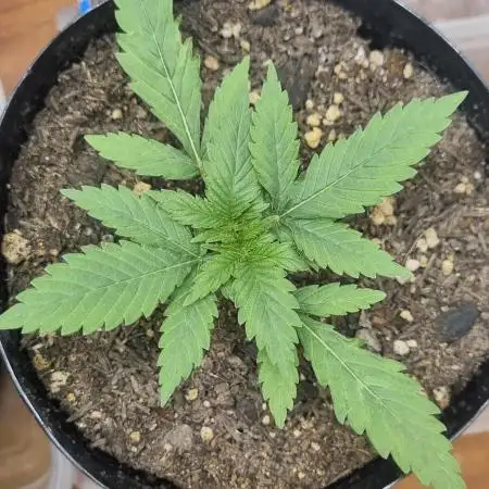 12h from seed GreatWhiteShark