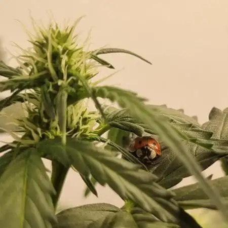 12h from seed AkAuto!