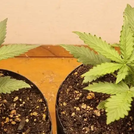 12h from seed Pound Cake Auto