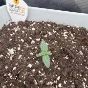 Moby Dick fast