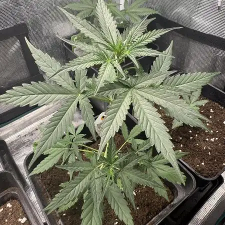 AUTO BLUEBERRY