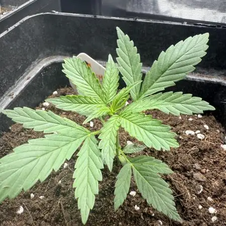 AUTO GOLD PINEAPPLE