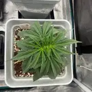 Tropicana cherry