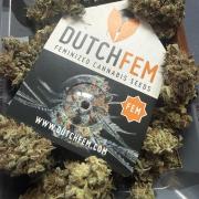 GIRL SCOUT KUSH
