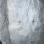 AUTO FRACTAL