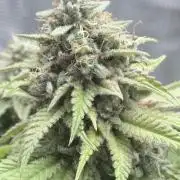 ARCTIC FLURRY