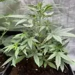 Z-UP AUTO