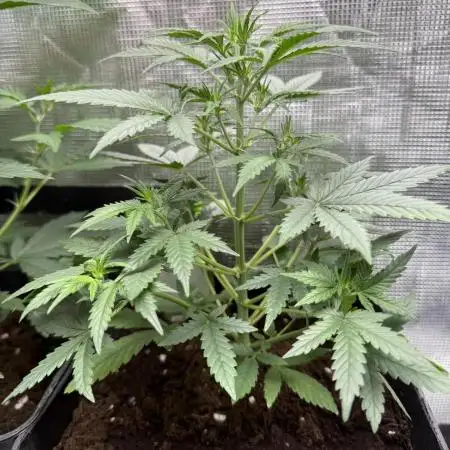 Z-UP AUTO