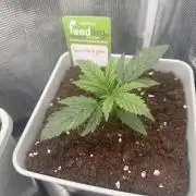 LEMON CHERRY GELATO