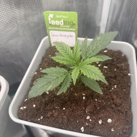 LEMON CHERRY GELATO