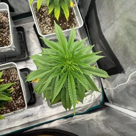 Tropicana cherry