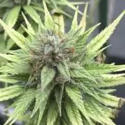 LEMON CHERRY GELATO