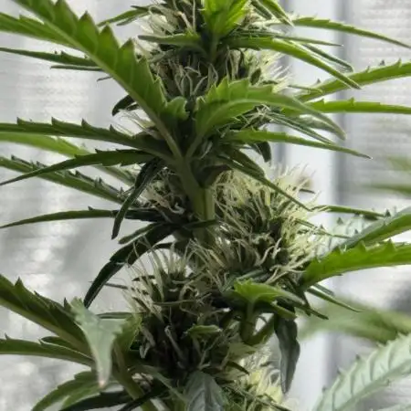 AUTO BLUEBERRY