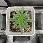Moby Dick fast