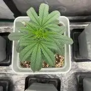 Moby Dick fast