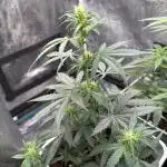 GIRL SCOUT KUSH