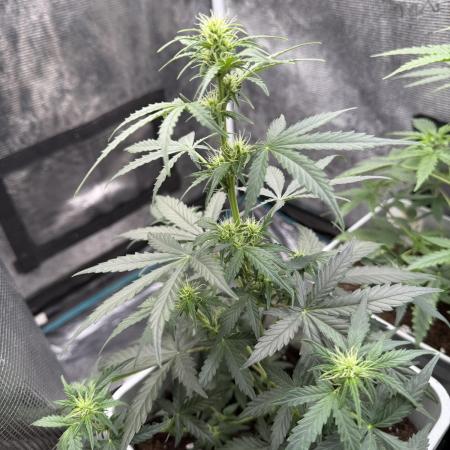 GIRL SCOUT KUSH