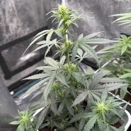GIRL SCOUT KUSH
