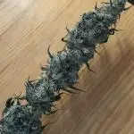 FROSTY TOOTH