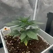 Tropicana cherry