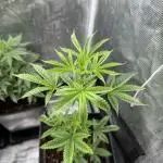 AUTO GOLD PINEAPPLE