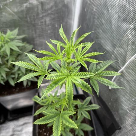 AUTO GOLD PINEAPPLE