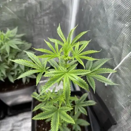 AUTO GOLD PINEAPPLE