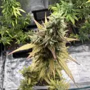 ORIGINAL GB XXL AUTO