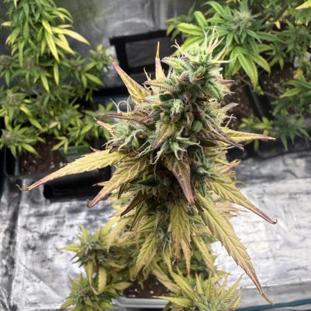 ORIGINAL GB XXL AUTO