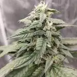 FROSTY TOOTH