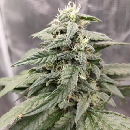 FROSTY TOOTH
