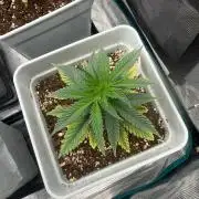 Tropicana cherry