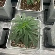 Moby Dick fast