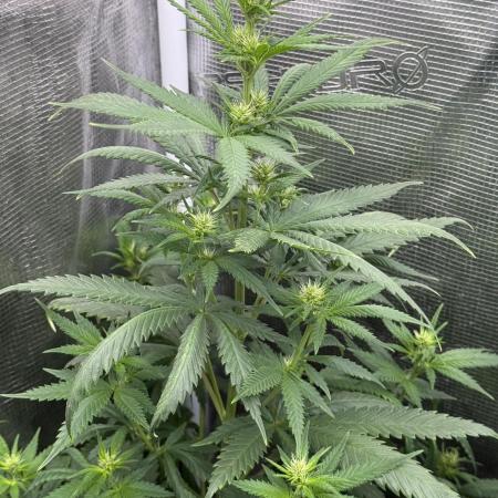 GIRL SCOUT KUSH
