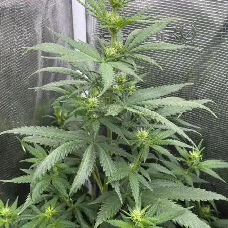 GIRL SCOUT KUSH